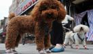 Schuhe für Hunde sind in China der letzte Schrei. Beim Gassigehen in Shanghai tragen zwei Pudel mit Klettverschluss versehene Schuhe - farblich abgestimmt zum jeweiligen Fell. Ob die Mode auch den Tieren gefällt, ist fraglich. Foto: dpa