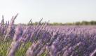Frankreich ist berühmt für seine Lavendelfelder. Doch die duftende, lila Pracht kann auch in Ihrem Garten gedeihen. Ist der Boden kalkhaltig und mager, blüht Lavendel besonders schön. Foto: news.de