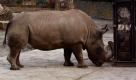 Das Nördliche Breitmaulnashorn Fatu läuft in einen Container, der es zusammen mit drei weiteren Artgenossen nach Kenia bringen wird. Von den nördlichen Breitmaulnashörner existieren weltweit nur noch etwa acht Exemplare. Die Tiere, die bisher im Zoo von Dvur-Kralove (Tschechien) lebten, sollen sich dort fortpflanzen und das Überleben ihrer Art sichern. Foto: dpa