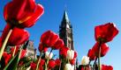 Tulpen blühen auf einer Wiese vor dem Parlamentsgebäude im kanadischen Ottawa. Foto: ap