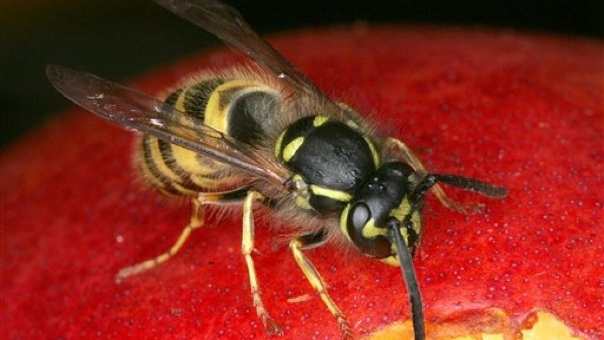 Wer Süßes im Freien genießt, sollte auf Wespen achten. (Foto)