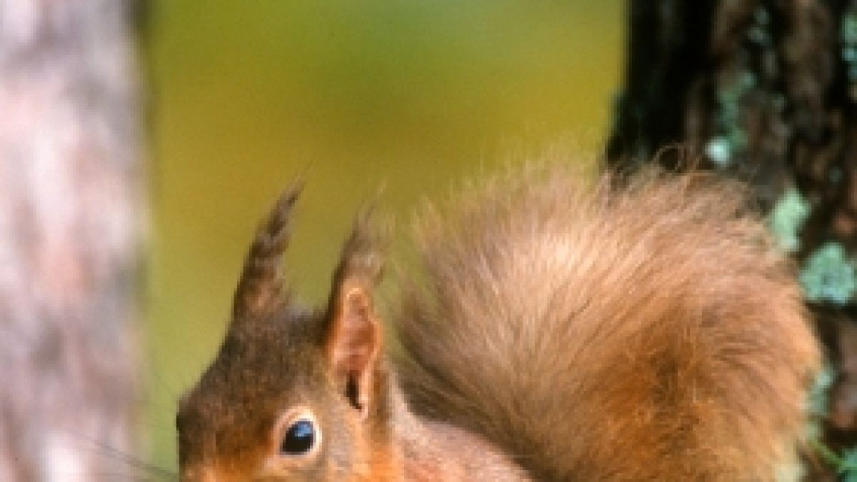 Eichhörnchen sind fleißige Sammler. (Foto)