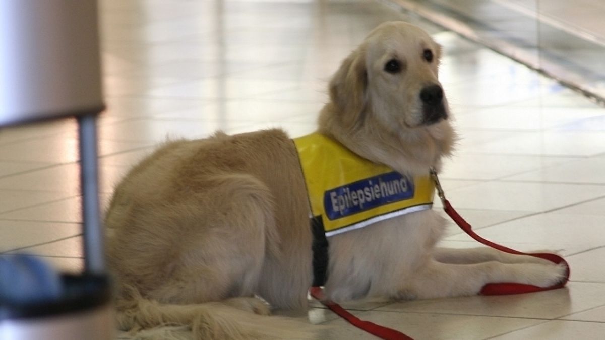 Ein Golden Retriever dient als Epilepsiehund. (Foto)
