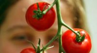 Weil sie viel Histamin enthalten und damit den Körper überschwemmen gehören Tomaten auf die Tabuliste.