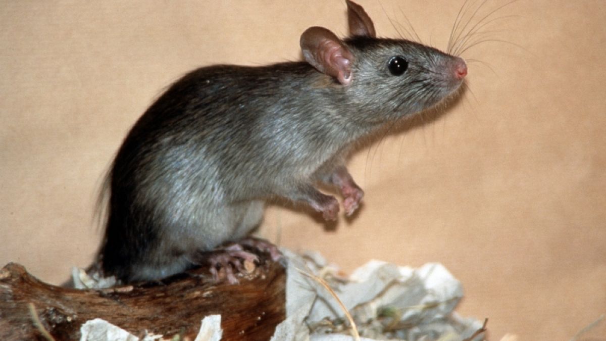 An Ratten ist der Versuch geglückt:Eine Penis-Salbe steigert ihre Erektionsfähigkeit. (Foto)