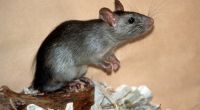 An Ratten ist der Versuch geglückt:Eine Penis-Salbe steigert ihre Erektionsfähigkeit.