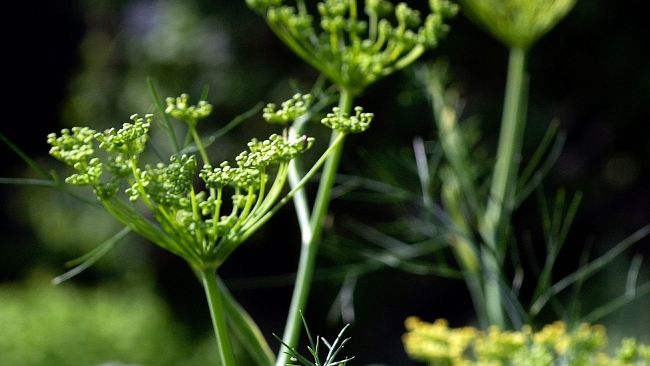 Fenchel (Foto)