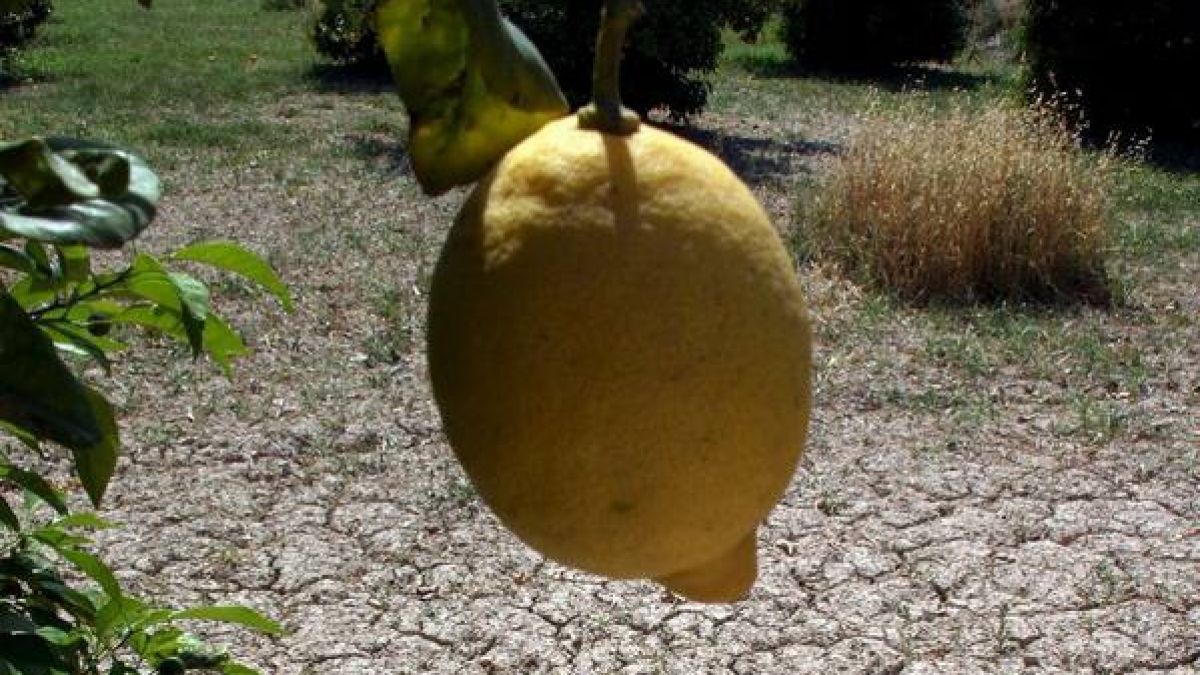 Die spanische Zitrone bekommt Wasser, doch der Boden drum herum dörrt aus. (Foto)