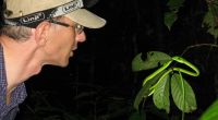 Biologe Ulmar Grafe nimmt die ICE-Schlange im Regenwald von Brunei in Augenschein.