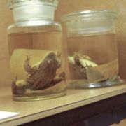 1,6 Prozent der Tierversuche des Jahres 2005 wurden im Rahmen der Aus- und Weiterbildung durchgeführt. Dabei geht es vor allem um die Veranschaulichung des theoretischen Lehrstoffs im Studium der Biologie, Human- und Tiermedizin. 1,6 Prozent der Tierversuche des Jahres 2005 wurden im Rahmen der Aus- und Weiterbildung durchgeführt. Dabei geht es vor allem um die Veranschaulichung des theoretischen Lehrstoffs im Studium der Biologie, Human- und Tiermedizin.
