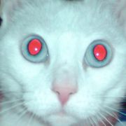 Auch bei der Katze kann das Rot entfernt werden. Bei dieser schon qualitativ eingeschränkten weil verpixelten Nahaufnahme ist diese aber ein schwierigeres Unterfangen... Auch bei der Katze kann das Rot entfernt werden. Bei dieser schon qualitativ eingeschränkten weil verpixelten Nahaufnahme ist diese aber ein schwierigeres Unterfangen...
