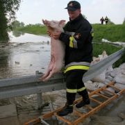 Die Evakuierung ist schweißtreibend. Ein Feuerwehrmann rettet gerade ein Schwein aus dem Krisengebiet. Die Evakuierung ist schweißtreibend. Ein Feuerwehrmann rettet gerade ein Schwein aus dem Krisengebiet.