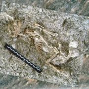 Die große Katzenmutter ist aber wohl diese: die Falbkatze aus dem Nahen Osten. Dieses Skelett ist 9500 Jahre alt und wurde auf Zypern entdeckt. Die große Katzenmutter ist aber wohl diese: die Falbkatze aus dem Nahen Osten. Dieses Skelett ist 9500 Jahre alt und wurde auf Zypern entdeckt.