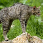 Nicht, wie allgemein angenommen, aus Ägypten. Eher hat wohl die Wildkatze ihre Gene im Spiel. Nicht, wie allgemein angenommen, aus Ägypten. Eher hat wohl die Wildkatze ihre Gene im Spiel.