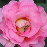 Eine leuchtend pinkfarbene Edelrose mit Gelbton in der Blütenmitte ist beim Internationalen Rosenneuheitenwettbewerb zur schönsten Rose des Landes gekürt worden. Eine leuchtend pinkfarbene Edelrose mit Gelbton in der Blütenmitte ist beim Internationalen Rosenneuheitenwettbewerb zur schönsten Rose des Landes gekürt worden.