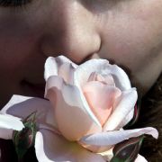 Nicht weniger schön, aber weniger rosa: Die Floribunda-Rose Rosendal setzte sich 2001 beim 49. Internationalen Rosenneuheitenwettbewerb gegen die Konkurrenz durch. Nicht weniger schön, aber weniger rosa: Die Floribunda-Rose Rosendal setzte sich 2001 beim 49. Internationalen Rosenneuheitenwettbewerb gegen die Konkurrenz durch.