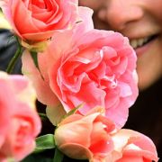 Die leuchtendrosa mit pfirsichfarbenem Hauch blühende Floribunda Rose des Züchters Robert Laperriere aus Frankreich wurde 2006 zur schönsten Rose gewählt. Die leuchtendrosa mit pfirsichfarbenem Hauch blühende Floribunda Rose des Züchters Robert Laperriere aus Frankreich wurde 2006 zur schönsten Rose gewählt.