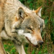 Als Viehräuber gebrandmarkt wurde der Wolf im 18. und 19. Jahrhundert in Deutschland gnadenlos gejagt und war bis in die 1990er Jahre ausgerottet. Als Viehräuber gebrandmarkt wurde der Wolf im 18. und 19. Jahrhundert in Deutschland gnadenlos gejagt und war bis in die 1990er Jahre ausgerottet.