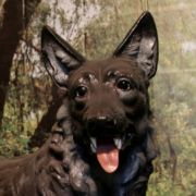 Dass sich viele Menschen auch heute noch vor Wölfen fürchten, rührt wohl daher, dass die Tiere in Märchen wie Rotkäppchen als Bösewichte dargestellt werden, die sogar Menschen fressen wollen. Dass sich viele Menschen auch heute noch vor Wölfen fürchten, rührt wohl daher, dass die Tiere in Märchen wie Rotkäppchen als Bösewichte dargestellt werden, die sogar Menschen fressen wollen.
