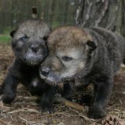 Kaum zu glauben, dass aus so kleinen Welpen einmal Grauwölfe werden, die 30 bis 40 Kilo wiegen und eine Schulterhöhe von 70 bis 90 Zentimeter haben. Kaum zu glauben, dass aus so kleinen Welpen einmal Grauwölfe werden, die 30 bis 40 Kilo wiegen und eine Schulterhöhe von 70 bis 90 Zentimeter haben.