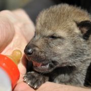 Manchmal sind die Rollen aber auch vertauscht und der Mensch muss mutterlose Miniwölfe mit dem Fläschchen peppeln - wie hier im niedersächsischen Wolfcenter Dörverden. Manchmal sind die Rollen aber auch vertauscht und der Mensch muss mutterlose Miniwölfe mit dem Fläschchen peppeln - wie hier im niedersächsischen Wolfcenter Dörverden.