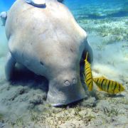 Auch ein Dugong ist ein seltsamer Anblick. Das Meeresschwin lebt an den Künsten des Indischen Ozeans und in Teilen des Westpazifiks. Auch ein Dugong ist ein seltsamer Anblick. Das Meeresschwin lebt an den Künsten des Indischen Ozeans und in Teilen des Westpazifiks.