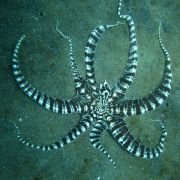 Sieht aus wie ein Seestern, gehört aber zu den Kraken: der Karnevalstintenfisch. Um sich zu tarnen, ändert er Form und Farbe. Sieht aus wie ein Seestern, gehört aber zu den Kraken: der Karnevalstintenfisch. Um sich zu tarnen, ändert er Form und Farbe.