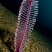 Die Seefeder gehört zu den Blumentieren, die die Sand- und Schlickböden in allen Weltmeeren besiedeln. Seefedern leben meist in größeren Tiefen. Die Seefeder gehört zu den Blumentieren, die die Sand- und Schlickböden in allen Weltmeeren besiedeln. Seefedern leben meist in größeren Tiefen.