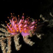 Eine Schnecke stellt sich der Laie anders vor als dieses kuriose Exemplar: Die Violette Fadenschnecke, die überwiegend im Mittelmeer vorkommt, erinnert eher an eine exotische Blüte. Eine Schnecke stellt sich der Laie anders vor als dieses kuriose Exemplar: Die Violette Fadenschnecke, die überwiegend im Mittelmeer vorkommt, erinnert eher an eine exotische Blüte.