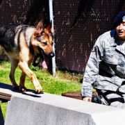 In Deutschland beißen Hunde. Auf der anderen Seite der Erde greifen sie auch schonmal zur Waffe. Und schießen ihr Herrchen ins Hinterteil. In Deutschland beißen Hunde. Auf der anderen Seite der Erde greifen sie auch schonmal zur Waffe. Und schießen ihr Herrchen ins Hinterteil.