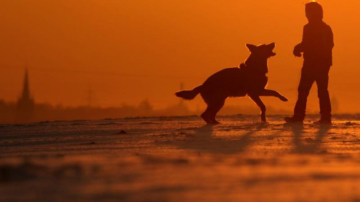 Mensch und Hund, eine mal mehr, mal weniger funktionierende Beziehung. (Foto)