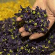 Bei Depressionen müssen nicht immer mit gefährlichen Tabletten behandelt werden. News.de zeigt, welche Heilpflanzen und alternativen Ansätze sich zur Selbsttherapie gegen die dunklen Wolken eignen. Bei Depressionen müssen nicht immer mit gefährlichen Tabletten behandelt werden. News.de zeigt, welche Heilpflanzen und alternativen Ansätze sich zur Selbsttherapie gegen die dunklen Wolken eignen.