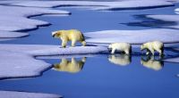 Bisher gab es vor allem Tiere, Kälte und Eis: Doch in den lebensfeindlichen Polargebieten beginnt nun der menschliche Wettlauf um Rohstoffe.