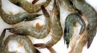 Garnelen, Shrimps, Krebse und Hummer stehen den Seefischen in nichts nach. Sie haben zwischen 68 und 130 Mikrogramm pro 100 Gramm.
