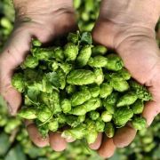 Nicht nur gut fürs Bier: Hopfen lindert Wechseljahresbeschwerden. Nicht nur gut fürs Bier: Hopfen lindert Wechseljahresbeschwerden.