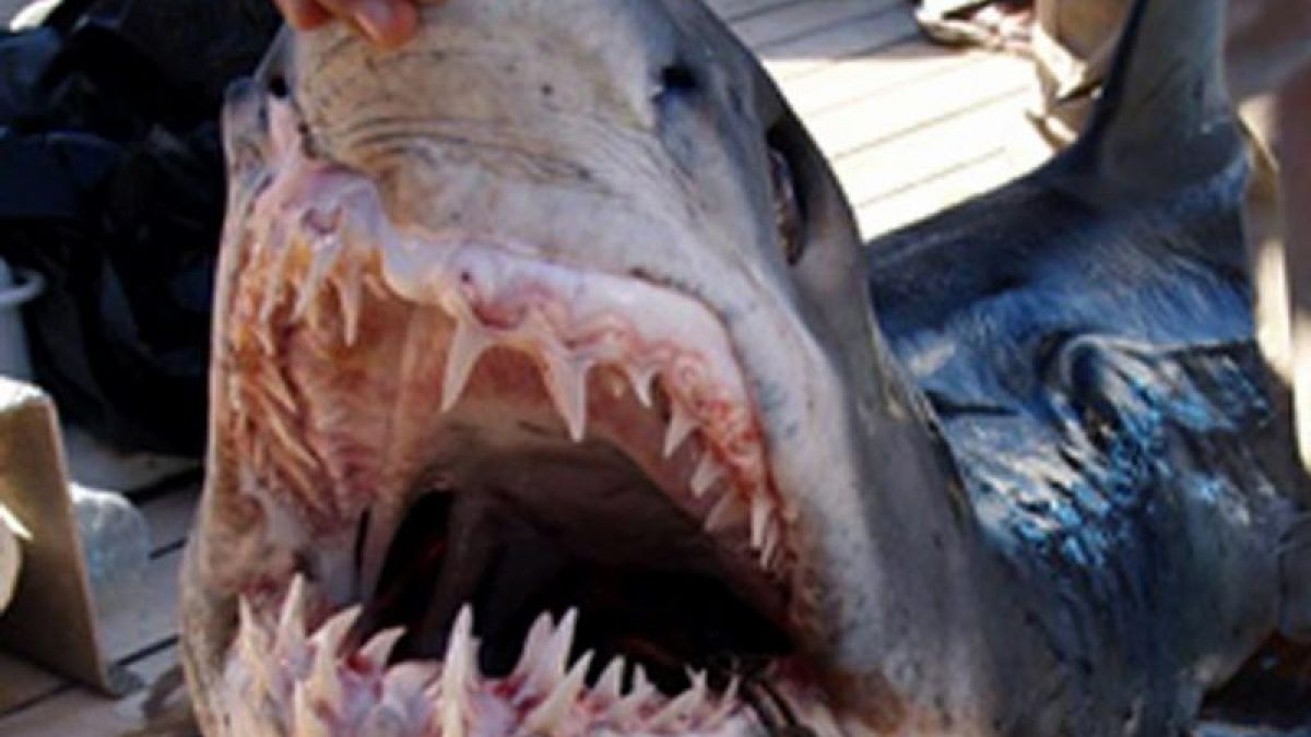 Blick ins Maul eines vor Scharm al-Scheich in Ägypten gefangenen Hais. (Foto)
