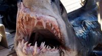 Blick ins Maul eines vor Scharm al-Scheich in Ägypten gefangenen Hais.