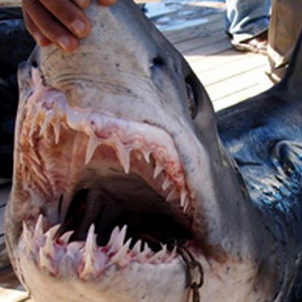 Brutal! Deutscher in Ägypten von Hai getötet