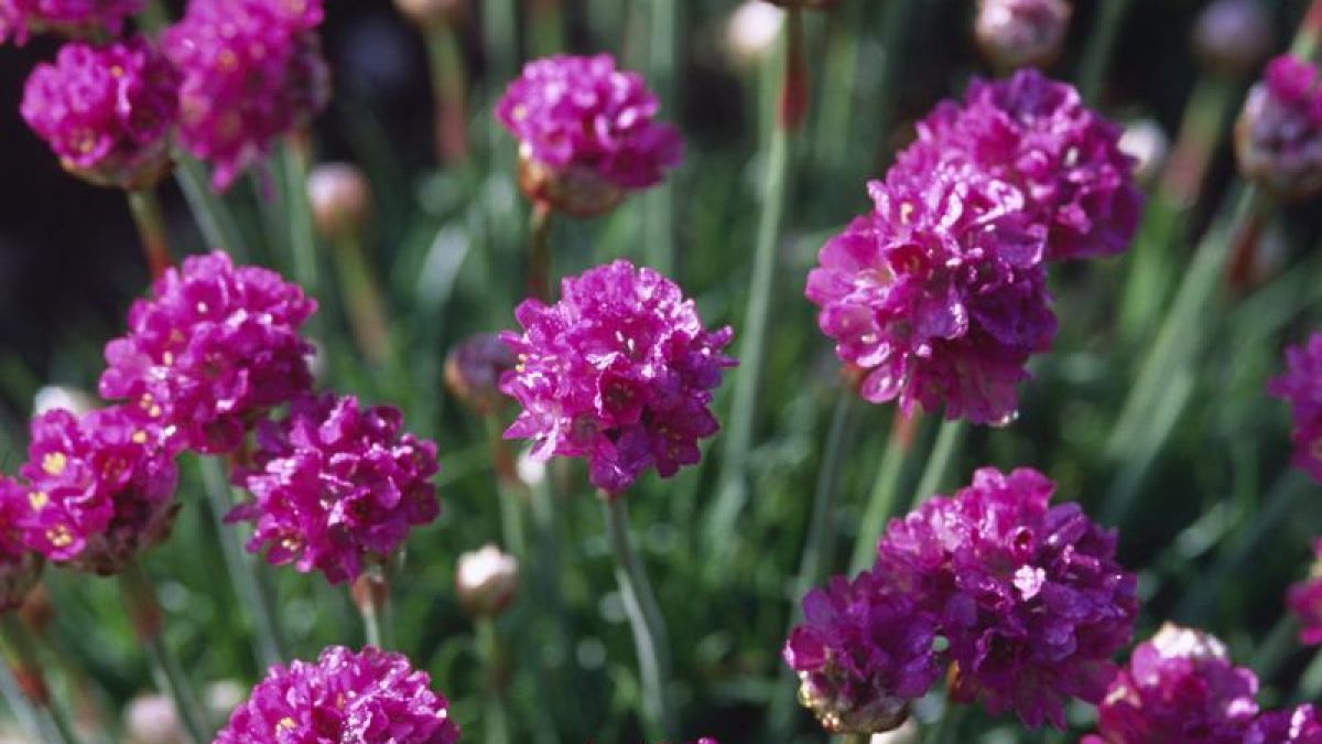 Manche Pflanzen brauchen nur wenig Wasser (Foto)