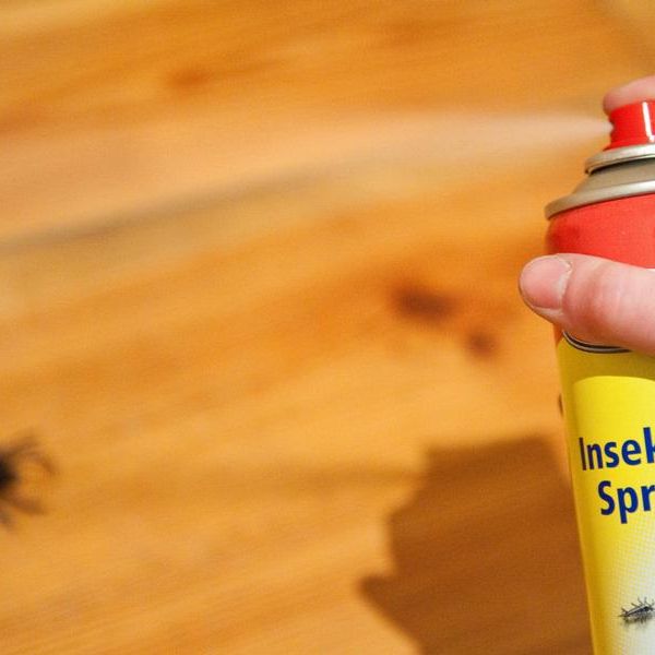 Wenn das Müsli krabbelt: Tipps gegen Ungeziefer