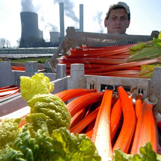 Das tückische Obst ist ein Gemüse