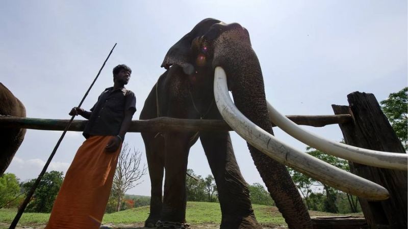 Indien Elefant (Foto)