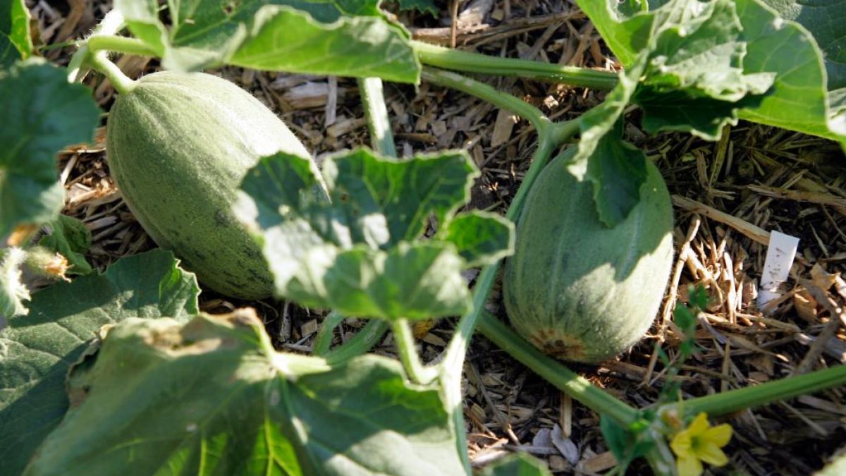 Kleine Wassermelonen wachsen in einem Gemüsegarten. (Foto)