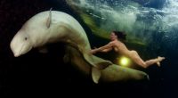 Polarforscherin Natalia Avseenko schwimmt nackt mit den Meeresgiganten.