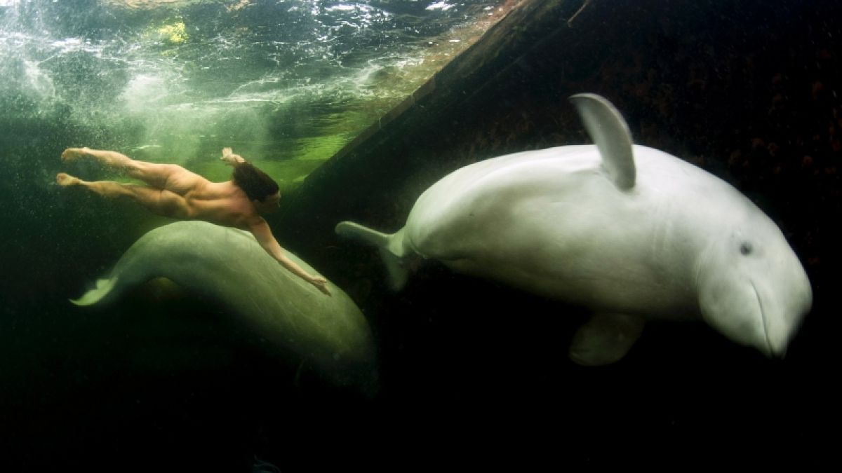 Natalia Avseenko tauchte in eiskaltem Wasser mit Beluga-Walen. (Foto)