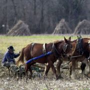 Auch die Mennoniten sind aus der Reformation hervorgegangen. Ihr Namensgeber Menno Simons kam aus Friesland. Auch die Mennoniten sind aus der Reformation hervorgegangen. Ihr Namensgeber Menno Simons kam aus Friesland.