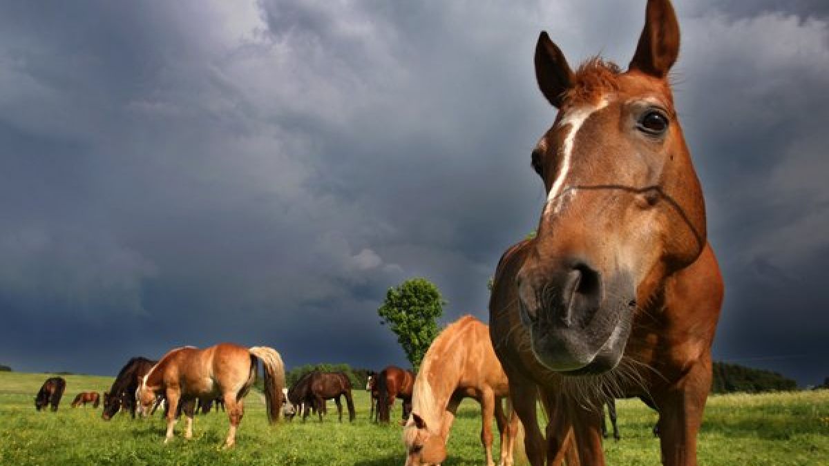 Pferde traben auf einer Wiese in Schwaben. Die menschliche Tierliebe hat eine enorme Bandbreite, wie ein Sodomie-Fall in Hamburg zeigt  (Foto)