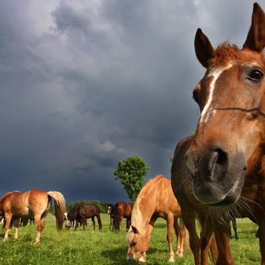 Pferde traben auf einer Wiese in Schwaben. Die menschliche Tierliebe hat eine enorme Bandbreite, wie ein Sodomie-Fall in Hamburg zeigt 