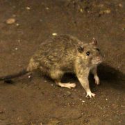 Es gibt Dinge auf dieser Welt, die kann man kaum mögen. Ratten beispielsweise. Rattenfänger begeben sich täglich auf die Suche nach den kleinen Krankheitsüberträgern. Mit Knüppel und Messer sind sie auf der Jagd - und bekommen für die Suche in stinkenden Es gibt Dinge auf dieser Welt, die kann man kaum mögen. Ratten beispielsweise. Rattenfänger begeben sich täglich auf die Suche nach den kleinen Krankheitsüberträgern. Mit Knüppel und Messer sind sie auf der Jagd - und bekommen für die Suche in stinkenden