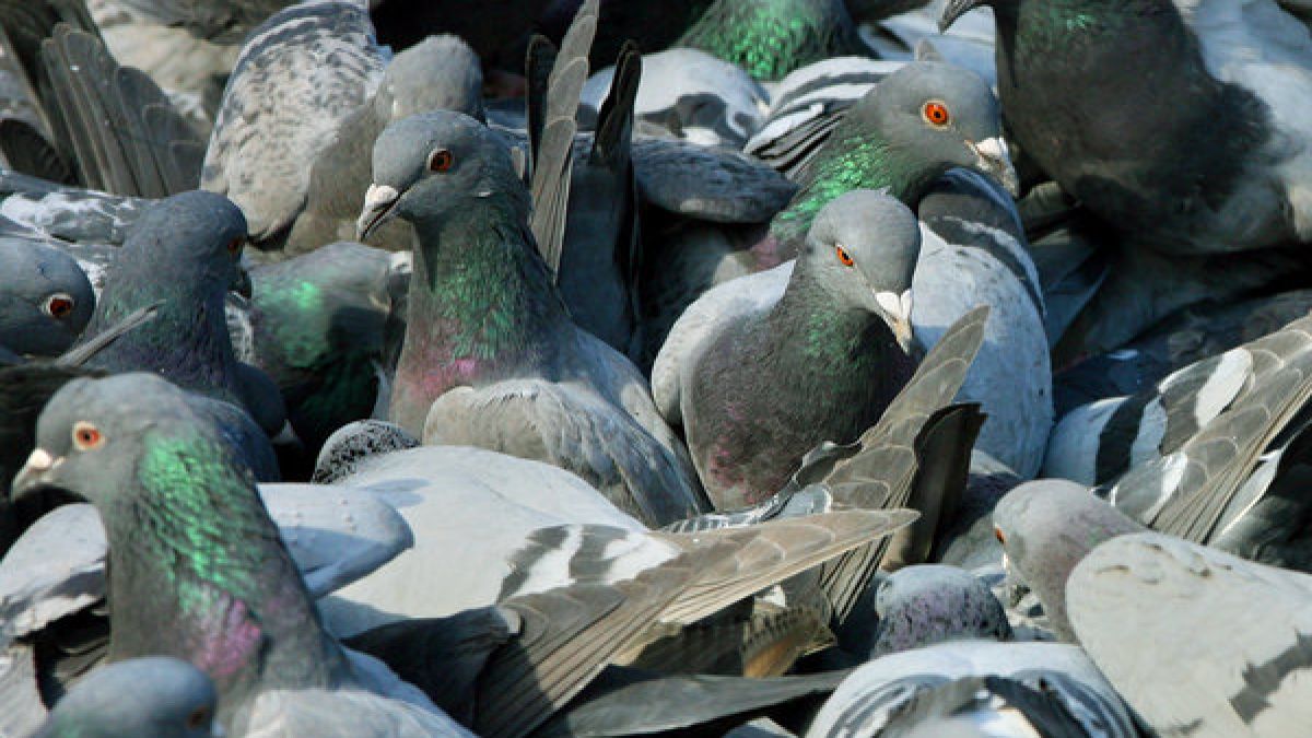 Wenn sie in Massen auftreten, sind Tauben Schädlinge, so ein Gerichtsurteil. (Foto)